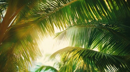 Palm Tree Leaves in Sunlight