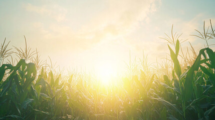 Golden Sunrise over Cornfield