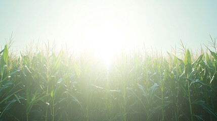 Golden Sunrise over Cornfield