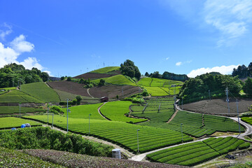 宇治茶のふるさと京都府和束町の茶畑風景