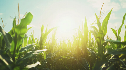 Golden Sunrise over Cornfield