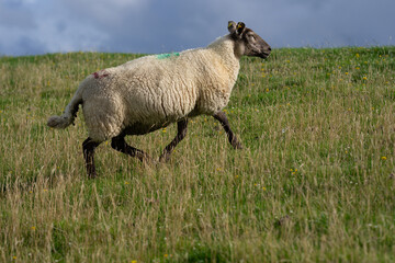 The sheep lamb in the verdant meadows. Sheep on an farm. Sheep eating grass on a field. Sheep grazing in an alpine meadow.