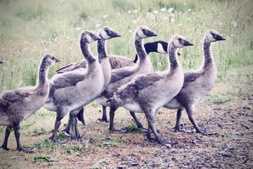 country goose family