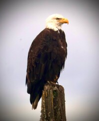 american bald eagle