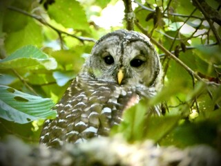 barred owl on branch