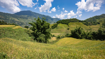 Obraz premium Landscape with green and yellow rice terraced fields and cloudy sky in North Vietnam