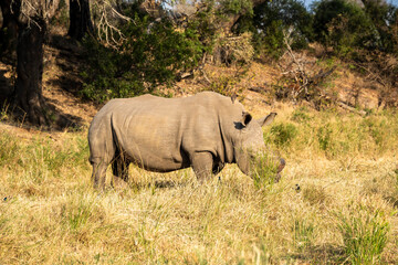 Fototapeta premium Rhinoceros, commonly abbreviated to rhino, is a member of any of the five extant species of odd-toed ungulates in the family Rhinocerotidae, on safari in the Kruger Park South Africa