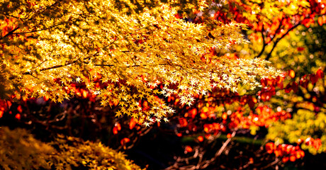 Autumnal fall background. Autumn leaves of maple trees. Autumn fall leaves in sunlight. Natural autumn background. Autumnal background. Foliage, falling leaves background. Autumn leaf.