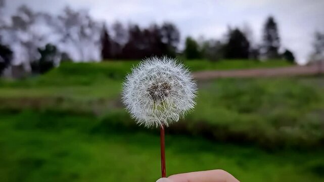 Mano sosteniendo un diente de le&oacute;n