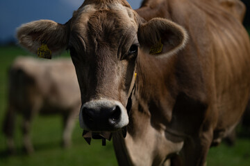 Obraz premium Cow is looking at camera. Close-up cows face. Pasture for cattle. Cow in the countryside. Cows graze on summer meadow. Rural landscapes with cows. Cows in a pasture.
