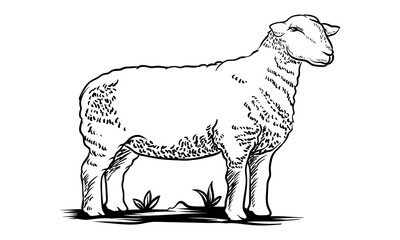 hand drawn sheep with grass white background separate