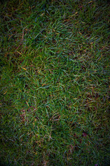 Green grass background empty grass