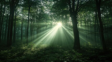Obraz premium Bright rays illuminating a forest