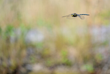 Torf-Mosaikjungfer // Common hawker, moorland hawker (Aeshna juncea) 