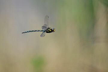 Common hawker, moorland hawker // Torf-Mosaikjungfer (Aeshna juncea) 