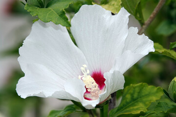 Obraz premium Hibiscus syriacus - flower of the plant