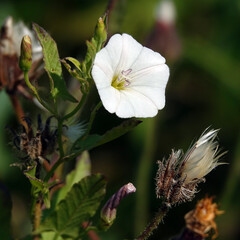 Flowers Field Bindweed