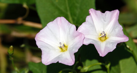 Flowers Field Bindweed