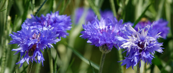 Flowers Cornflower blue or Cornflower