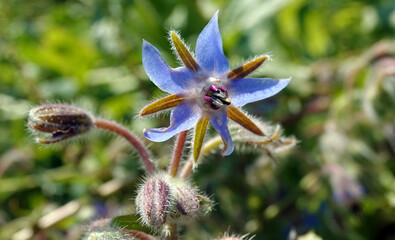 Flower of the plant Borage officinalis