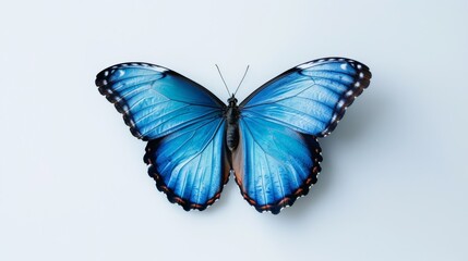 A blue butterfly with orange wings is sitting on a white background