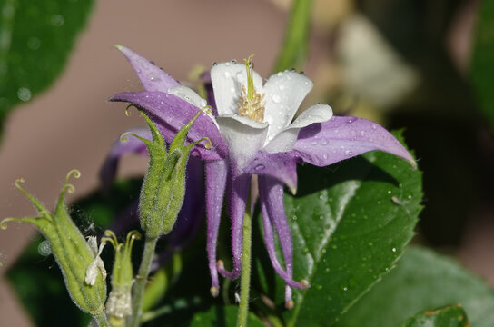 Flowers Aquilegia or Columbine