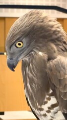  Grey falcon, with its sharp eyes and poised stance, symbolizes timeless art of falconry, practice woven into UAEs cultural fabric. It represents both tradition and respect for natures power.