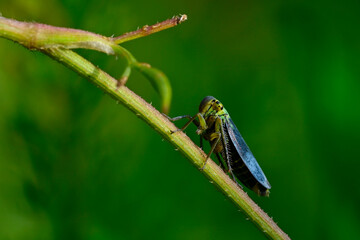 Binsenschmuckzikade // Green leafhopper  (Cicadella viridis)