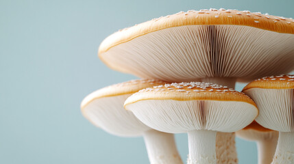 mushroom mycelium showcases its intricate network of white filaments, symbolizing nature's resilience, growth, and interconnectedness in the unseen world of fungi