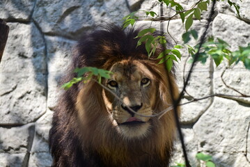 百獣の王ライオン