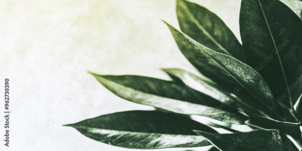 Poster minimalist boho style - green leaves on white background with soft green tones