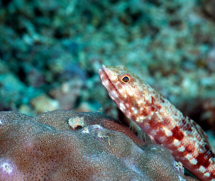 A close up view of a sand Lizardfish resting on a coral Boracay Island Philippines