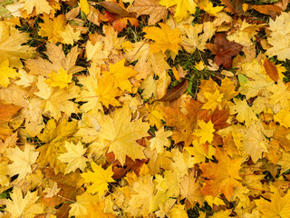 Background of wet fallen yellow, green and brown maple leaves