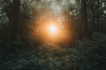 Obraz premium Observing the sun peeking through the trees in a forest is a serene experience, surrounded by terrestrial plants and a variety of shades of green and brown in the natural landscape, ai