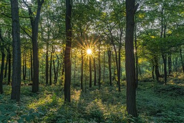 Naklejka premium Observing the sun peeking through the trees in a forest is a serene experience, surrounded by terrestrial plants and a variety of shades of green and brown in the natural landscape, ai