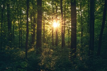 Observing the sun peeking through the trees in a forest is a serene experience, surrounded by terrestrial plants and a variety of shades of green and brown in the natural landscape, ai