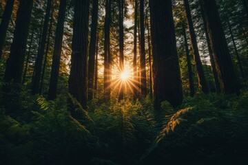 Fototapeta premium Observing the sun peeking through the trees in a forest is a serene experience, surrounded by terrestrial plants and a variety of shades of green and brown in the natural landscape, ai