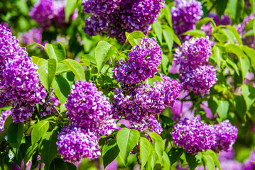 Pink lilac blooms in the Botanical garden

