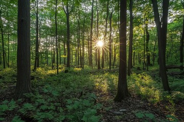 Obraz premium Observing the sun peeking through the trees in a forest is a serene experience, surrounded by terrestrial plants and a variety of shades of green and brown in the natural landscape, ai