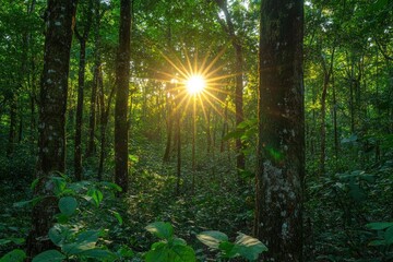 Obraz premium Observing the sun peeking through the trees in a forest is a serene experience, surrounded by terrestrial plants and a variety of shades of green and brown in the natural landscape, ai