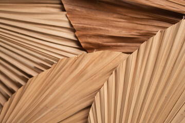 Close-Up of Dried Palm Leaves Textures
