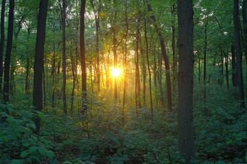 Fototapeta premium Observing the sun peeking through the trees in a forest is a serene experience, surrounded by terrestrial plants and a variety of shades of green and brown in the natural landscape, ai