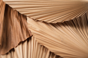 Close-Up of Dried Palm Leaves Textures