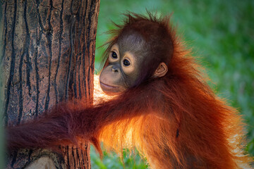 Portrait of baby bornean orangutan © Cavan