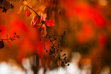 Vibrant autumn leaves and berries with a soft, warm background.