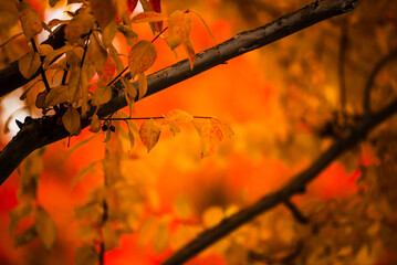 Yellow and orange autumn leaves on branches with warm backdrop