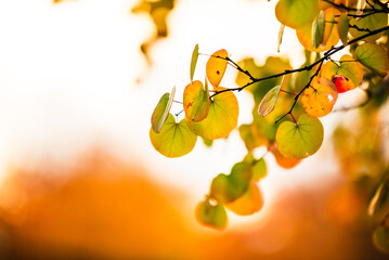 Vibrant autumn leaves glowing in soft, golden sunlight.