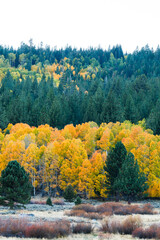 Forest of evergreens and vibrant autumn trees in a layered landscape.