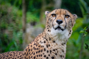 The cheetah is a stunningly elegant