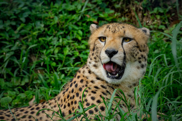 The cheetah is a stunningly elegant